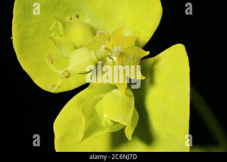 Leafy Spurge (Euphorbia virgata). Cyathia Closeup Stock Photo