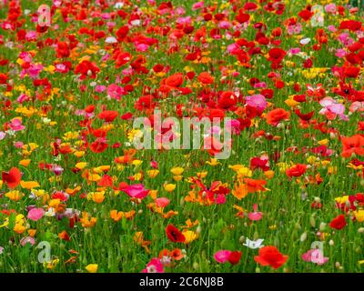 Colourful red, yellow and orange poppies flowering in a summer garden Stock Photo