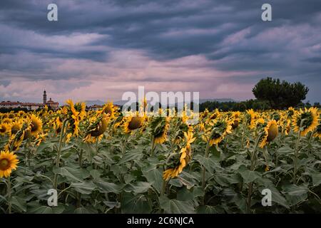 Rainy clouds over a sunflower field in the Milan countryside, Vimercate, Lomabrdy, Italy Stock Photo