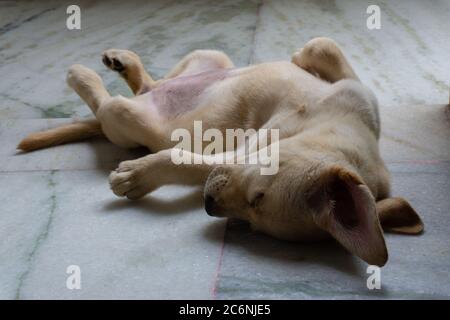 LABRADOR RETRIEVER PUPPY SLEEPING UPSIDE DOWN Stock Photo