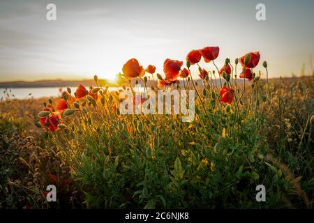 Red poppies with the sun setting behind above Moenchgut on the baltic sea island Ruegen