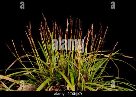 Fingered Sedge (Carex digitata). Habit Stock Photo