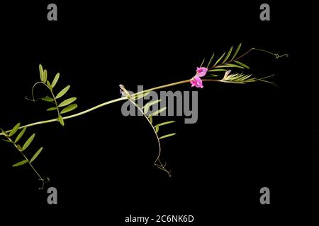 Narrow-Leaved Vetch (Vicia angustifolia). Habit Stock Photo