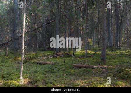 View inside of the pine forest, daytime Stock Photo