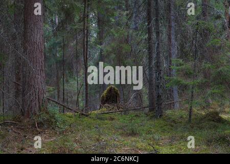 View inside of the pine forest, daytime Stock Photo