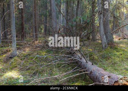 View inside of the pine forest, daytime Stock Photo