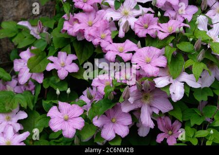 Purple clematis climbing on a wall. Stock Photo