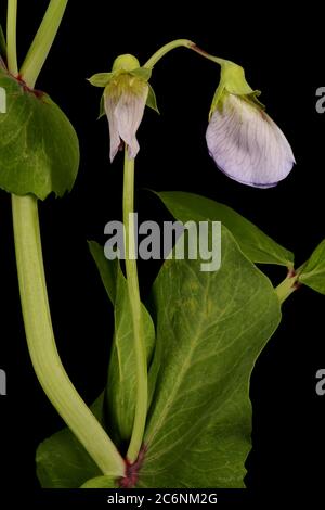 Garden Pea (Pisum sativum). Flower Buds Closeup Stock Photo