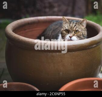 tabby white british shorthair cat hiding in a big flower pot Stock Photo