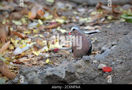 The common emerald dove is a pigeon which is a widespread resident breeding bird in the tropical and sub-tropical parts of the Indian Subcontinent. Stock Photo