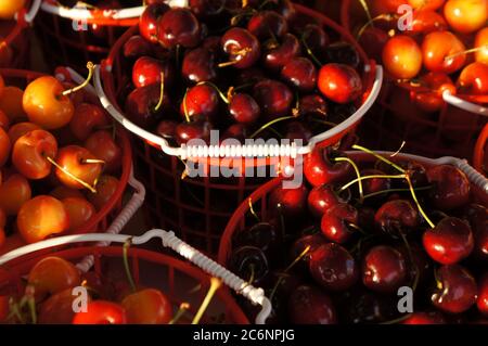 Red and yellow sweet cherries in the small baskets on the market counter Stock Photo