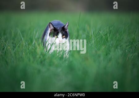black and white cat prowling near a farm Stock Photo