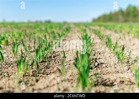 Young green small wheat or oat or rye seedlings growing on a agricultural field in spring lit by morning sun. Rows of rye sprouts growing in the soil Stock Photo