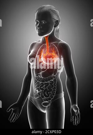 3D illustration of Larynx Trachea Bronchi Part of Respiratory System. Stock Photo