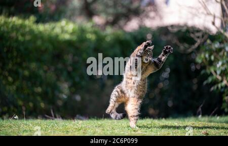 funny tabby shorthair cat playing outdoors in garden making a scary pose Stock Photo