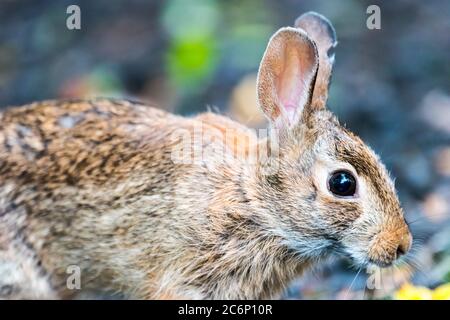 New England Cottontail foraging for food in the neighborhood. Stock Photo