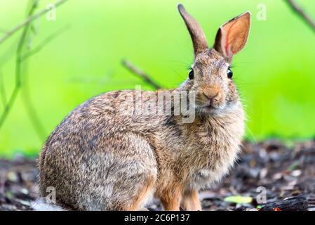 New England Cottontail foraging for food in the neighborhood. Stock Photo