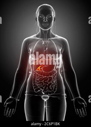 Illustration of a human body with highlighted gallbladder, bile ducts ...