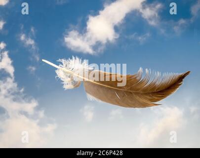 Single feather floating in air with blue sky and white clouds in background Stock Photo