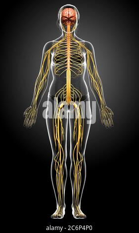 3d rendered medically accurate illustration of a female nervous system Stock Photo