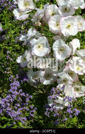 White poppy Papaver rhoeas 'Bridal Silk' Stock Photo