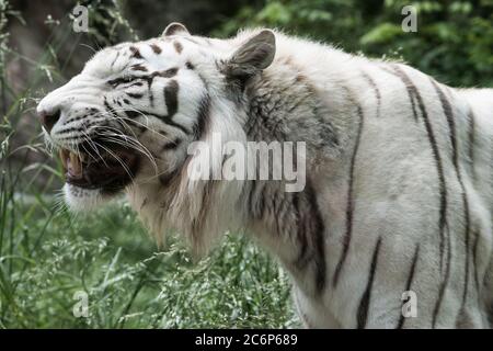 white tiger in the wild side view Stock Photo