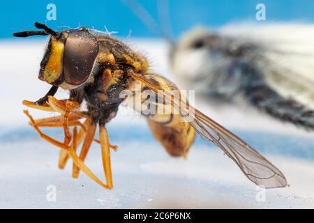 macro close up of hoverfly Stock Photo