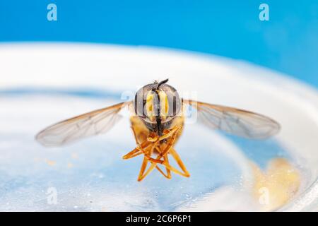 macro close up of hoverfly Stock Photo