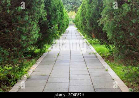The empty flagstones sidewalk with Coniferous shrub around in the park,Fuzhou,Fujian,China Stock Photo