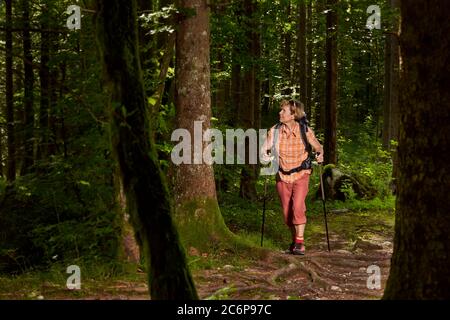 A middle-aged woman enjoys trekking through an alpine forest. Backpack, walking sticks. Stock Photo