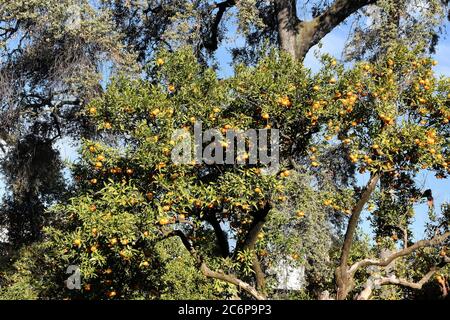 Oranges on tree, Palacio de Viana in Cordoba Spain Stock Photo