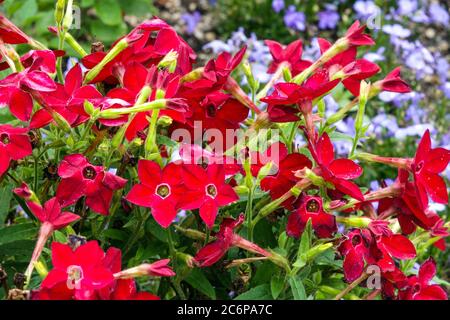 Flowering Tobacco plant Nicotiana alata 'Saratoga Red' Stock Photo