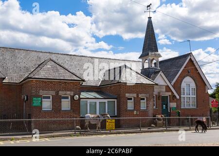 New Forest, Hampshire, UK. 11th July 2020. UK weather: Donkeys enjoy the sunshine in New Forest National Park. Queueing for school whilst social distancing! Credit: Carolyn Jenkins/Alamy Live News Stock Photo