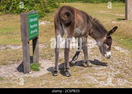 New Forest, Hampshire, UK. 11th July 2020. UK weather: Donkeys enjoy the sunshine in New Forest National Park. cute donkey, baby donkey, donkey foal Credit: Carolyn Jenkins/Alamy Live News Stock Photo