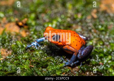 Blue-jeans Frog or Strawberry Poison-dart Frog (Dendrobates pumilio), Frogs Heaven, Limon, Costa Rica Stock Photo