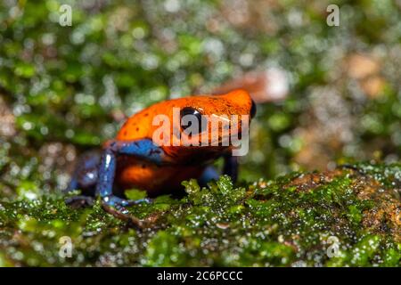 Blue-jeans Frog or Strawberry Poison-dart Frog (Dendrobates pumilio), Frogs Heaven, Limon, Costa Rica Stock Photo