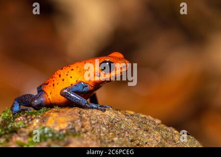 Blue-jeans Frog or Strawberry Poison-dart Frog (Dendrobates pumilio), Frogs Heaven, Limon, Costa Rica Stock Photo