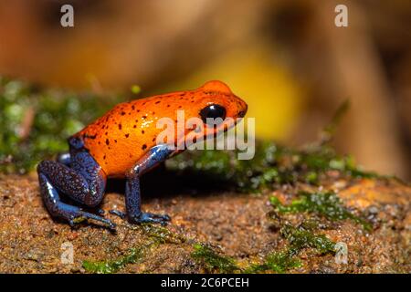 Blue-jeans Frog or Strawberry Poison-dart Frog (Dendrobates pumilio), Frogs Heaven, Limon, Costa Rica Stock Photo