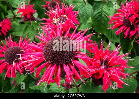 Red Monarda 'Bee-Happy' Stock Photo