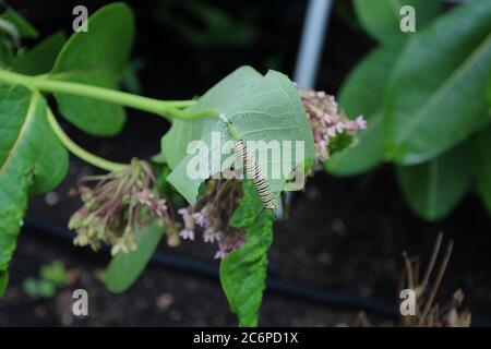 Close up of a Monarch Caterpillar eating a Common Milkweed leaf using selective focus in Trevor, Wisconsin, USA Stock Photo