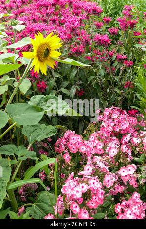 Garden flower bed Sunflower pink phlox monarda, Perennial Bedding plants garden flower Stock Photo