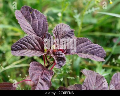 Red leaf vegetable amaranth (amaranthus lividus var. rubrum) plant in a garden.