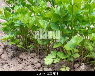 Leaf celery in the garden, Apium graveolens . graveolens Stock Photo