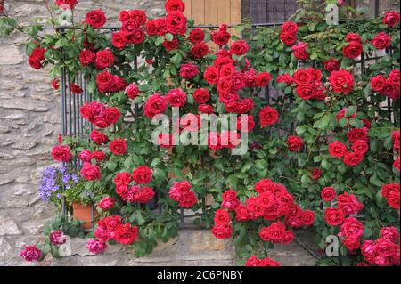 Rote Kletterrose, Kletter-Rose  Rosa, Red climbing rose, climbing rose pink Stock Photo