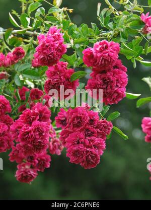 Rosa Excelsa, pink Excelsa Stock Photo