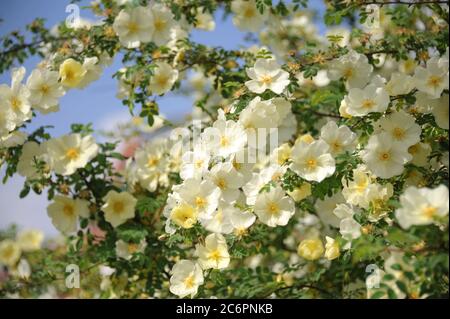 Chinesische Goldrose Rosa hugonis, Chinese gold rose pink hugonis Stock Photo