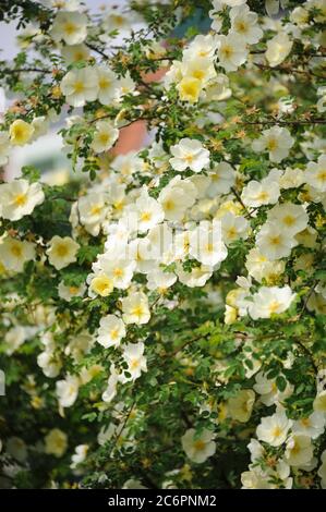 Chinesische Goldrose Rosa hugonis, Chinese gold rose pink hugonis Stock Photo