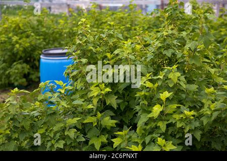 Green leaves and blue water can during the summer time day Stock Photo