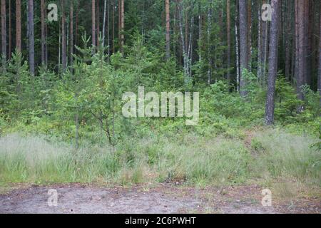 Forest with trees and moss, focus on the middle point Stock Photo