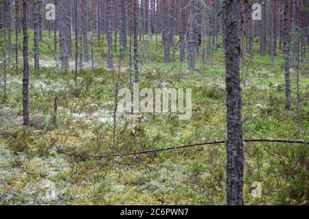 Forest with trees and moss, focus on the middle point Stock Photo
